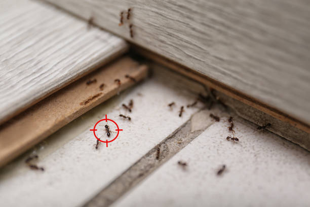 Best Affordable Pest Control Services  in Keshore, LA